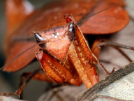 Praying mantis (French Guiana)